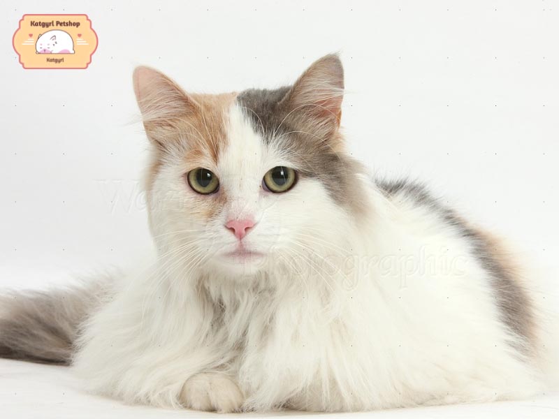 Mèo Van Thổ Nhĩ Kỳ năng động, hoạt bát và thích leo trèo