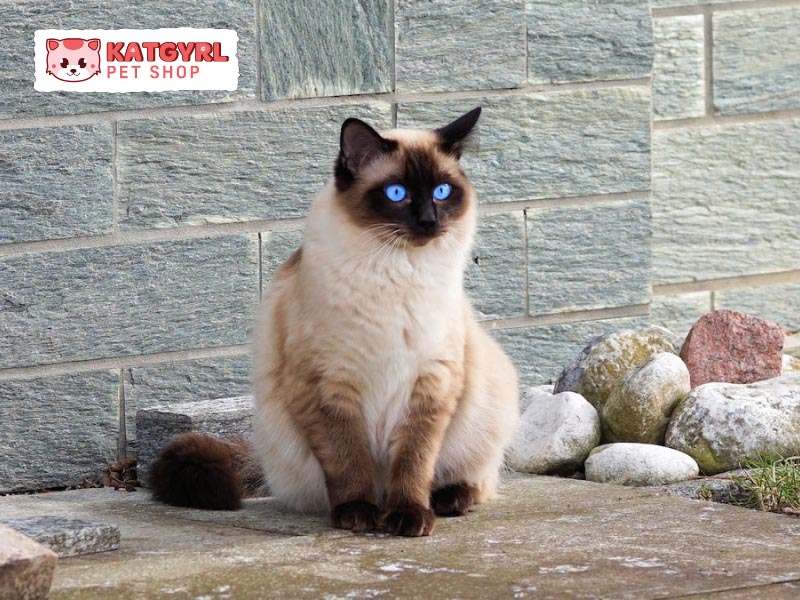 Mèo Xiêm Siamese với đôi mắt xanh dương long lanh như ngọc