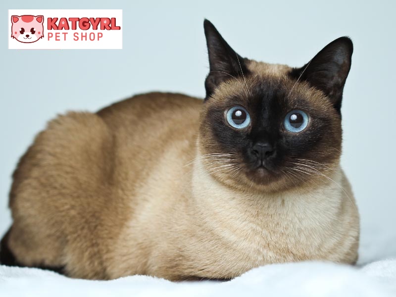 Mèo Xiêm có mức giá từ 3 - 12 triệu và được rất nhiều người sẵn sàng chi trả để có được “em mèo mắt xanh” này.