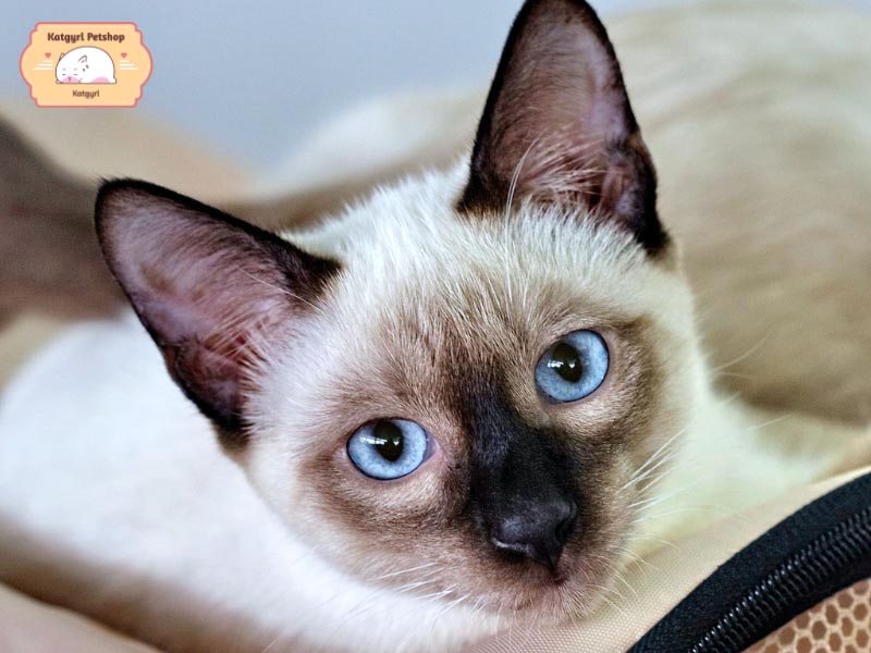 Mèo Xiêm mắt xanh