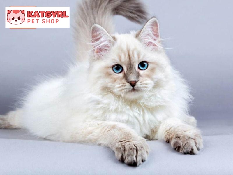 Mèo lông dài Siberian