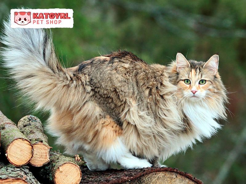Mèo rừng Na Uy sống chủ yếu ở khu vực Scandinavia và Bắc Âu
