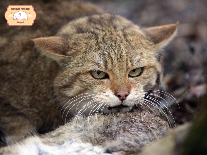 Mèo rừng là loại động vật quý hiếm sống tự nhiên trong hoang dã.