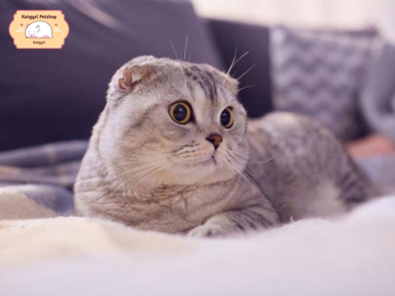  Mèo tai cụp Scottish Fold có tính cách vui vẻ, hài hước