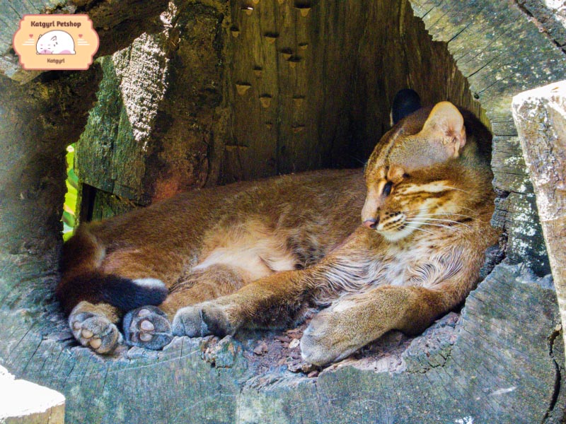 Mèo vàng châu Á là những tay sát thủ săn mồi, có thể hạ gục con mồi bất chấp kích thước.