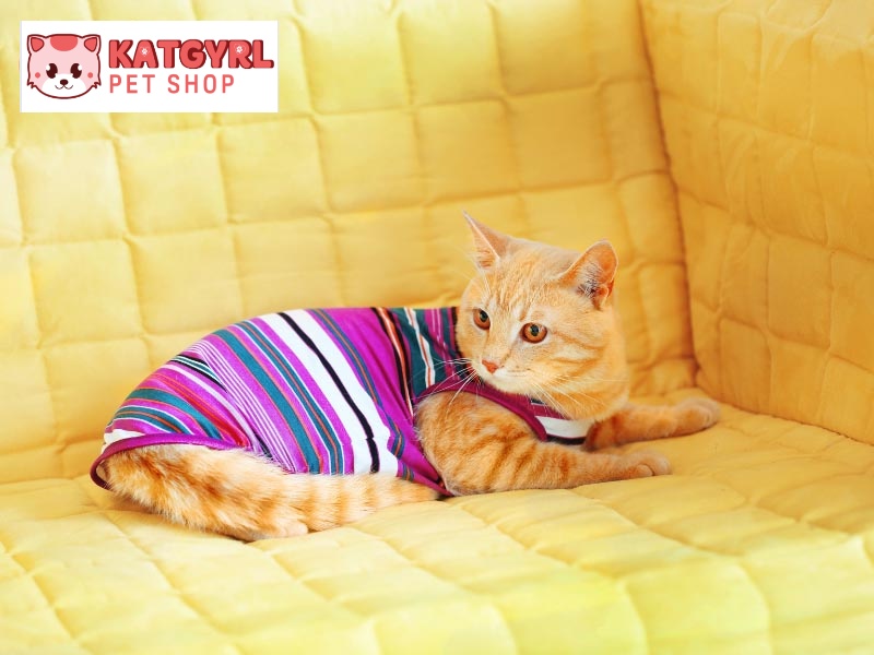 Mèo vàng rất dễ nuôi và dễ thích nghi với mọi điều kiện sống.