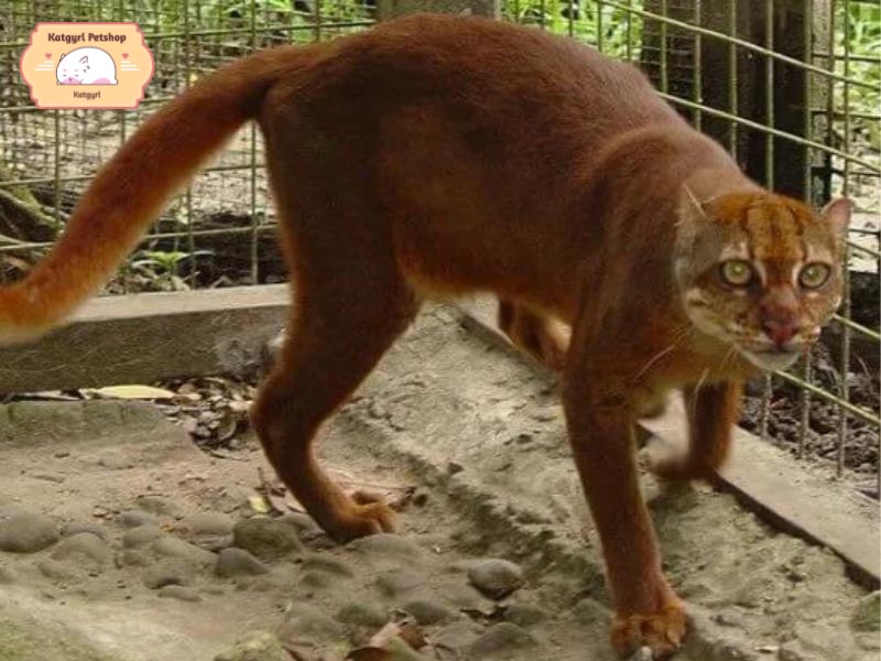 Mèo vịnh Borneo nằm trong sách đỏ những loài động vật hoang dã quý hiếm cần được bảo tồn.