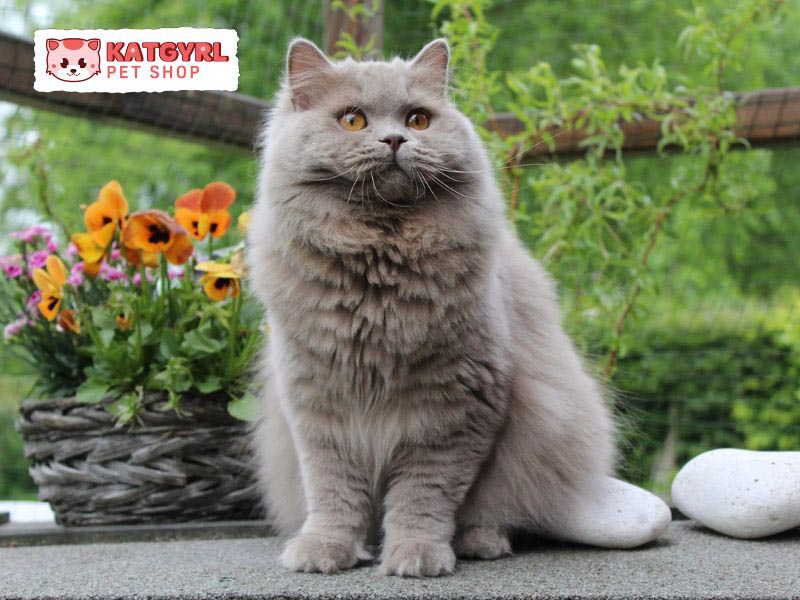 Nguồn gốc xuất xứ của giống mèo Anh lông dài lai Ba Tư đáng yêu, sang chảnh