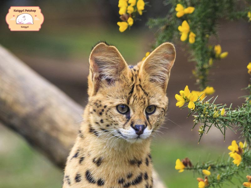 Những chú mèo đồng cỏ châu Phi với đôi tai lớn nên rất nhạy với âm thanh, có thể phát hiện ra con mồi dù chúng ở trong lòng đất.