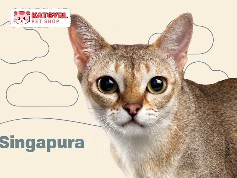 Singapura - loài mèo “nhỏ nhưng có võ”