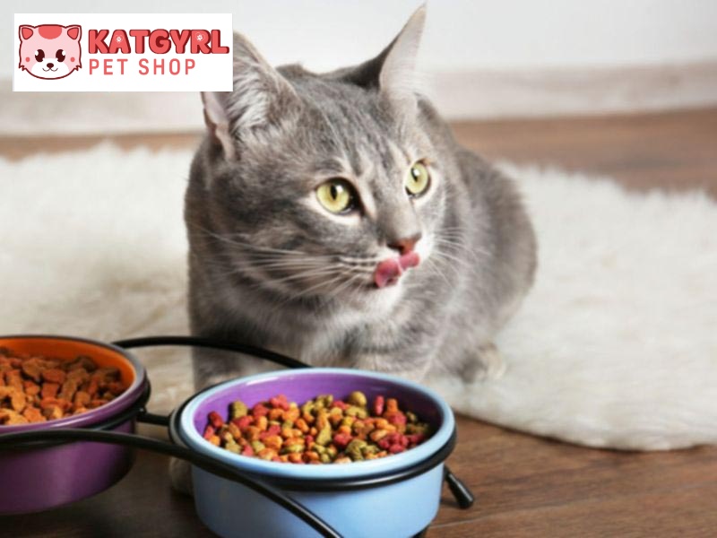 Sử dụng thức ăn cho mèo chất lượng tốt. cung cấp đầy đủ dưỡng chất
