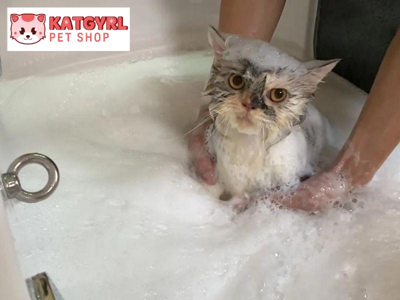 Tắm định kỳ cho mèo 1 - 2 lần/tháng