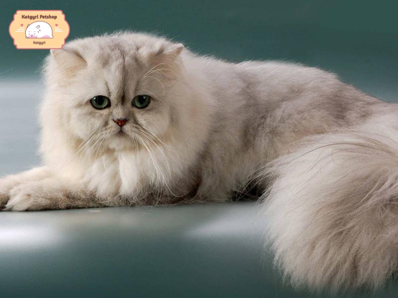 Thân hình mập mạp đáng yêu của mèo Ba Tư
