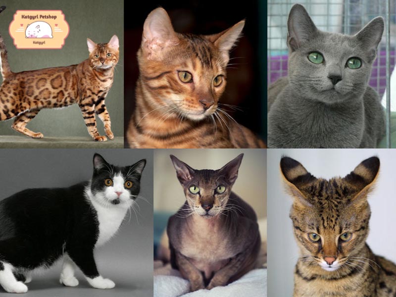 Tìm hiểu 12 giống mèo quý nhất hiện nay