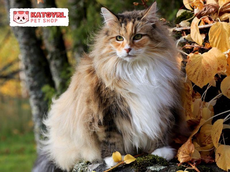 Tìm hiểu nguồn gốc, đặc điểm và giá bán mèo rừng Na Uy