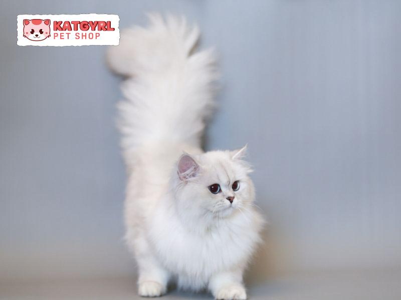 Tìm hiểu về đặc điểm, tính cách và cách chăm sóc mèo Anh lông dài lai Ba Tư