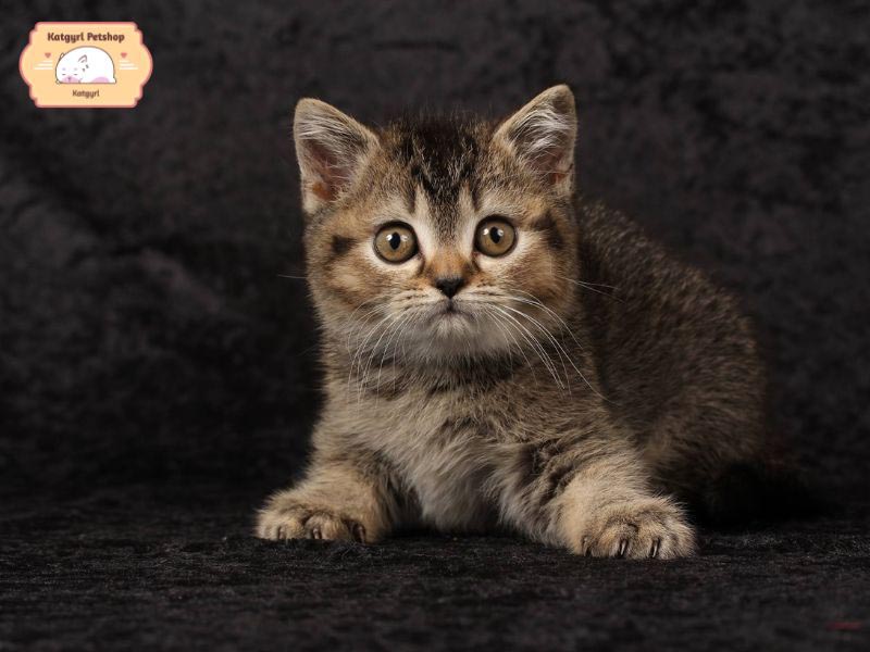 Tổng hợp 7 giống mèo lai phổ biến, được ưa chuộng nhất thế giới