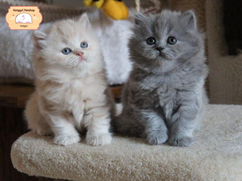 Top 22 giống mèo nhỏ đáng yêu nhất trên thế giới được nhiều người yêu thích