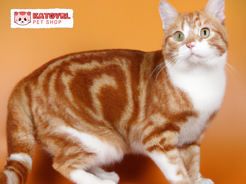 bicolor mèo Red Tabby Bicolor