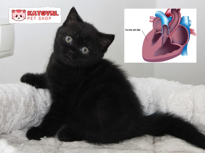 mèo đen lông dài anh mắc bệnh hypertrophic cardiomyopathy