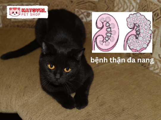 mèo anh lông dài đen bị mắc bệnh polycystic kidney disease