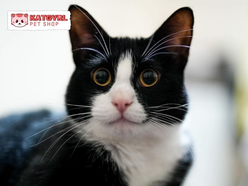 chăm sóc mèo tuxedo - mèo nhị thể đen trắng 
