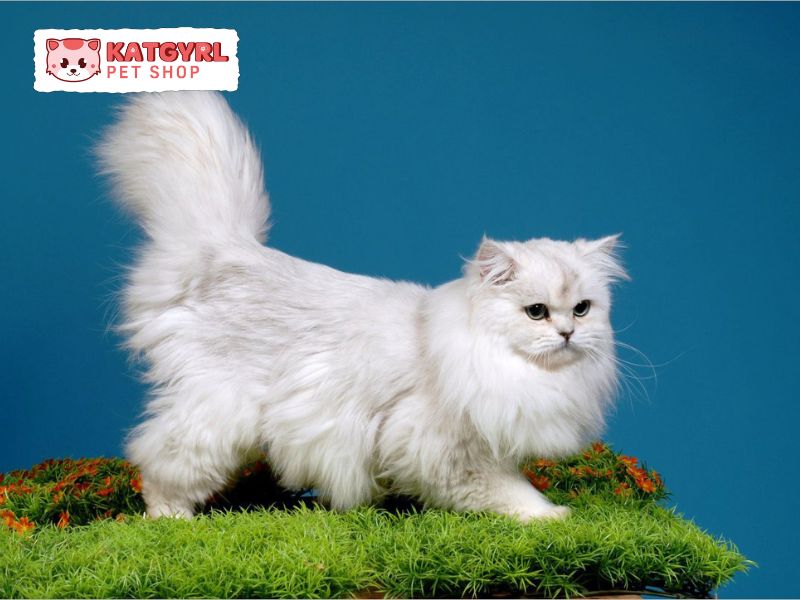 chăm sóc mèo lông dài trắng