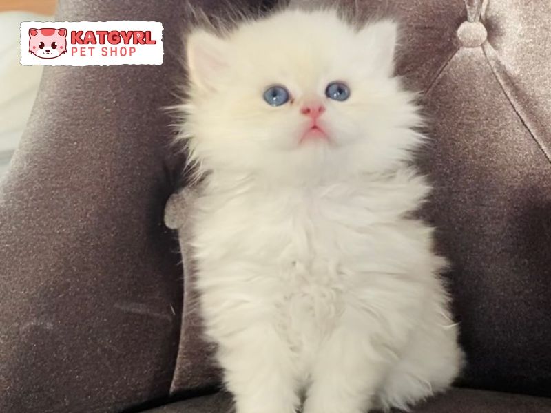Mèo trắng mắt xanh giá bao nhiêu