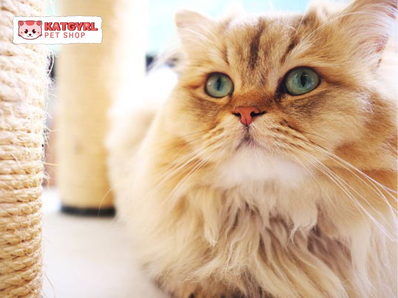 mèo lông dài Anh màu vàng có mắt màu xanh lục lục