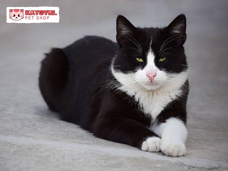 bộ lông đen trắng của mèo bicolor lông ngắn