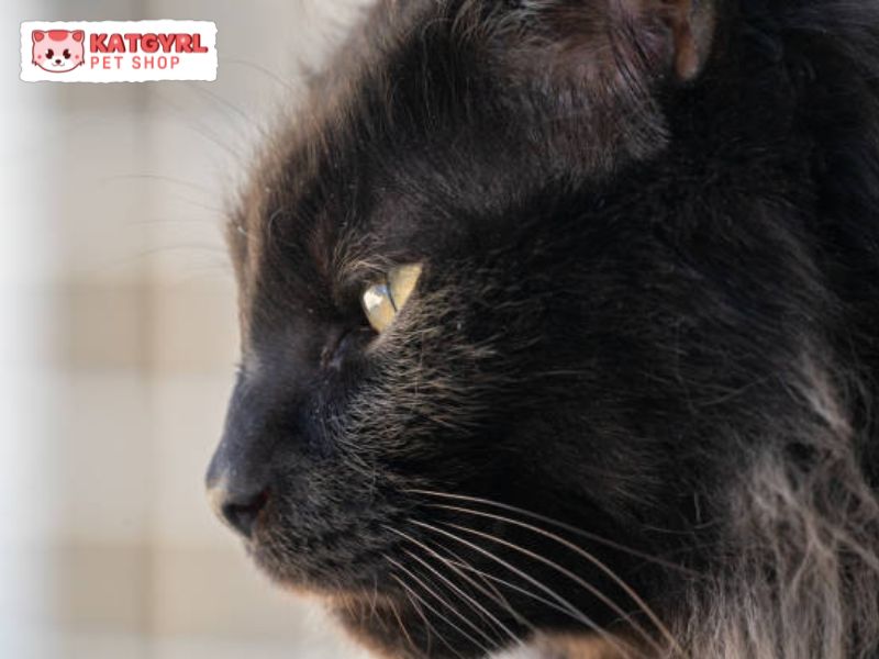 Mèo Ald đen có phần da mùi đen sì