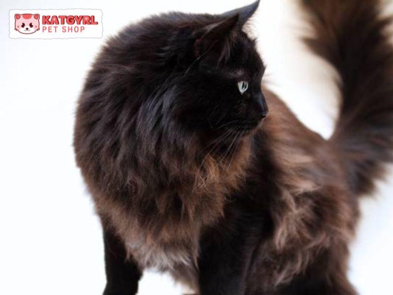 mèo ald đen có thân hình rất chắc chắn