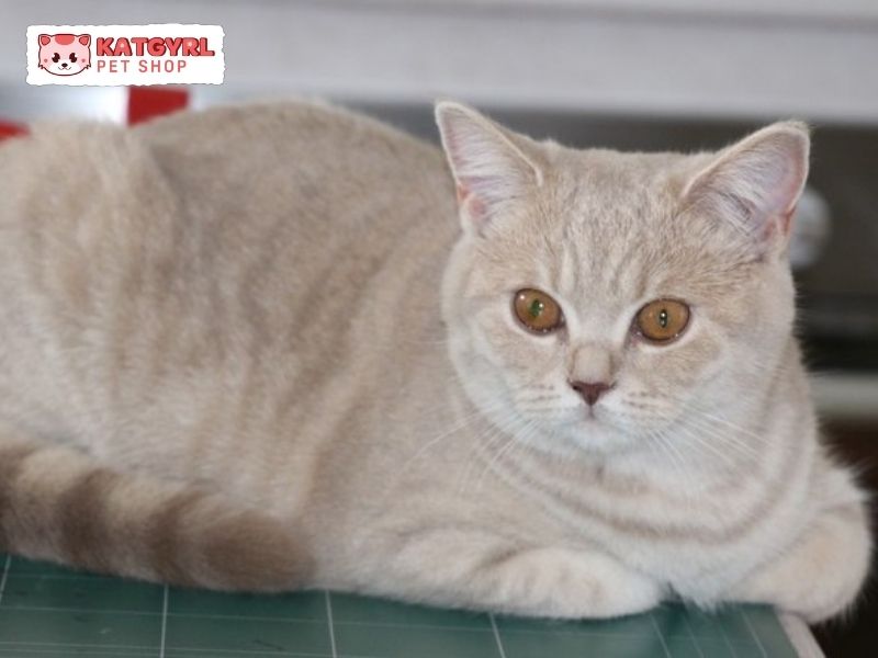 mèo tabby lilac được phối giống với mèo aln