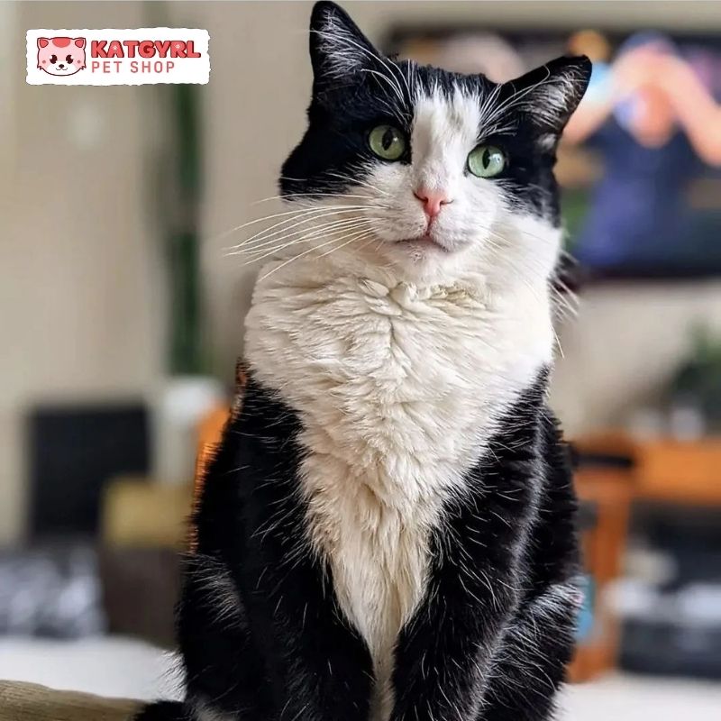 tuxedo mèo với bộ lông dày cộm nổi bật