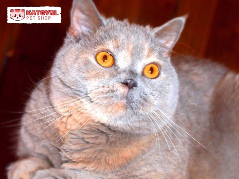 mèo aln màu Lilac Tortie