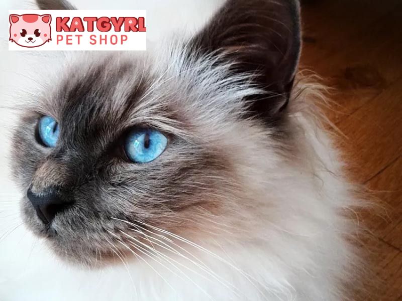 mèo mắt xanh ngọc