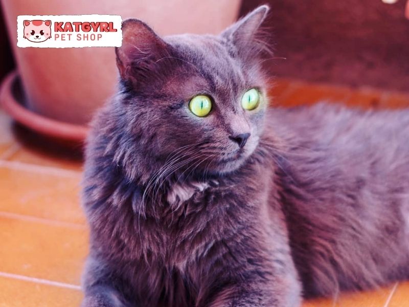 nguồn gốc mèo nebelung là từ longhair russian blue