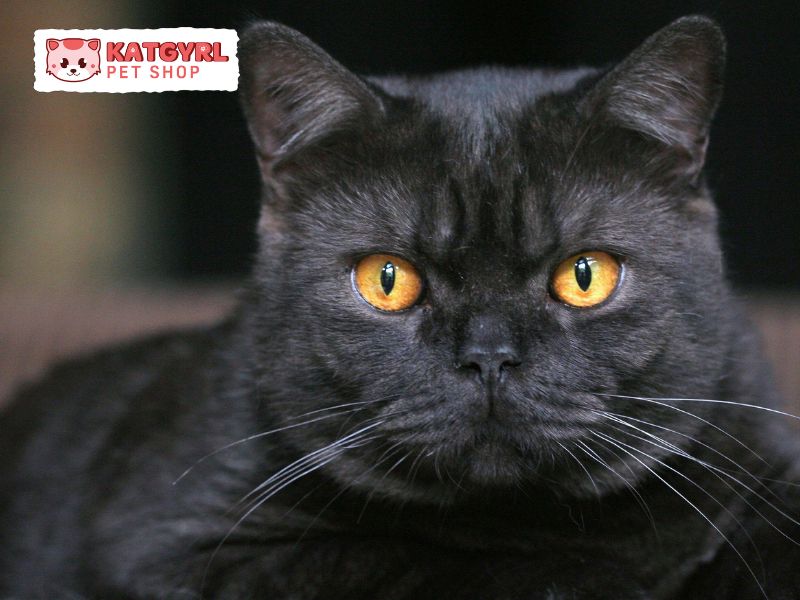 mèo aln đen