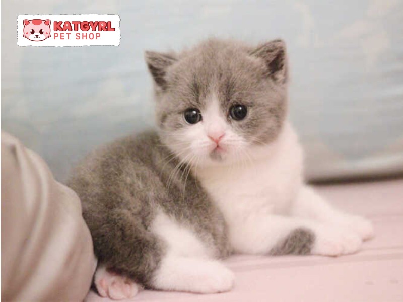 Pet Now nơi bán mèo anh uy tín nhất Hà Nội