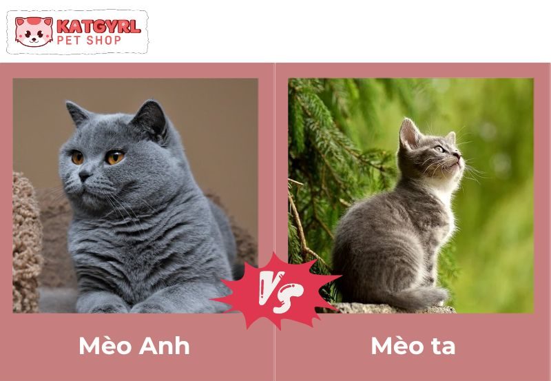 sự khác biệt giữa mèo tây và mèo ta (mèo Anh và mèo ta)