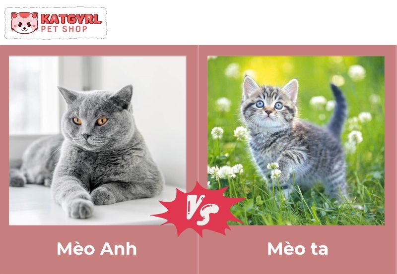 sự khác nhau về giá bán của mèo Anh và mèo ta