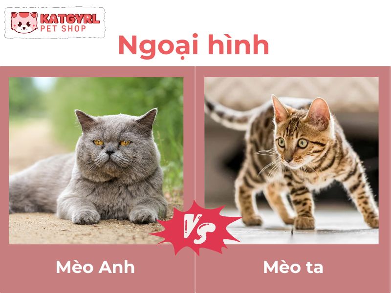 phân biệt mèo ta và mèo tây, sự khác biệt về ngoại hình của mèo Anh và mèo ta
