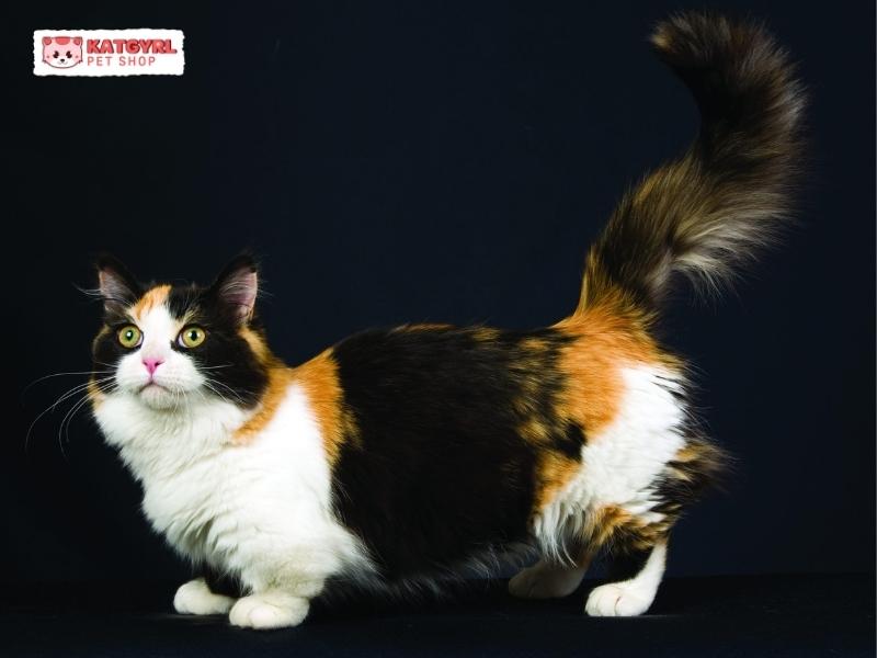 mèo chân ngắn munchkin tricolor