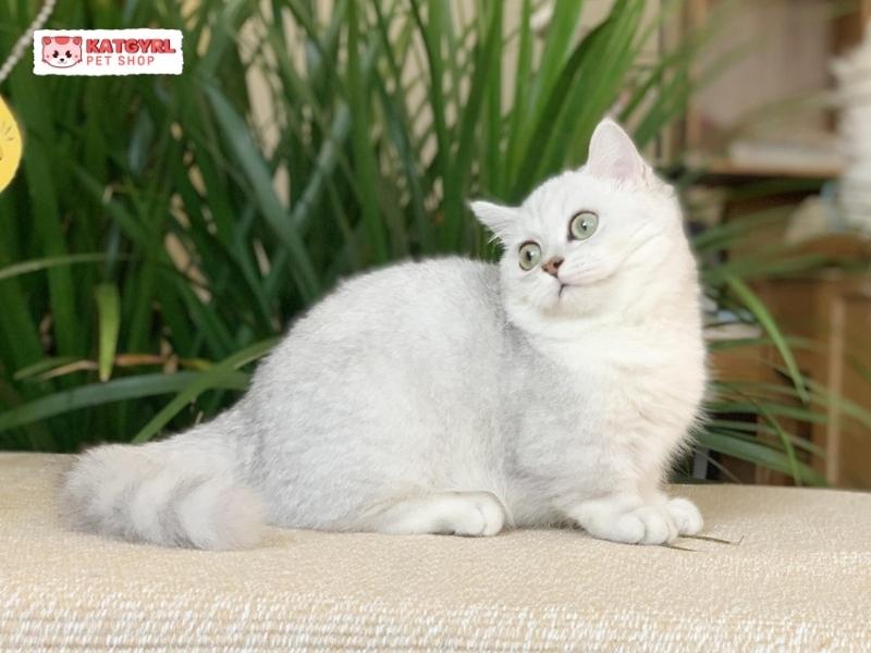 mèo chân ngắn munchkin silver