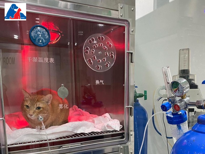 Sasaki Animal Hospital có dịch vụ chăm sóc thú cưng tốt