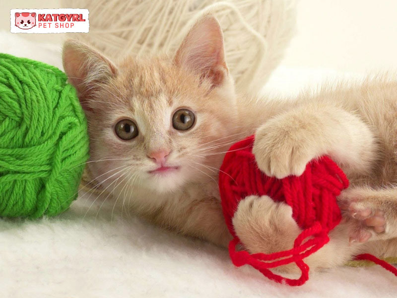 cuộn len đồ chơi cho mèo
