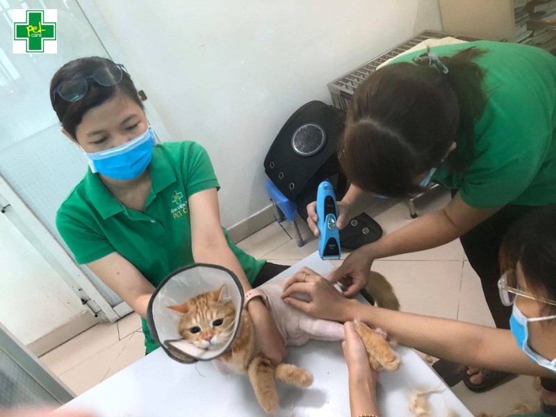 Petcare dẫn đầu với nhiều kỹ thuật grooming, spa cho mèo