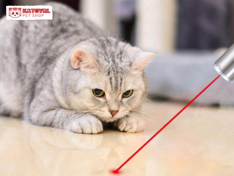 đồ chơi đèn laser cho mèo