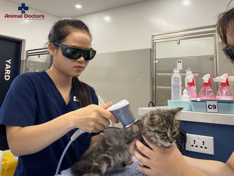 Bệnh viện thú y Quốc tế (ADI) là nơi chăm sóc mèo hiệu quả