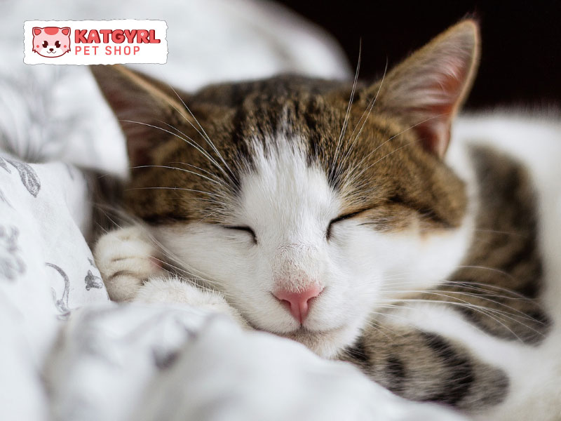 mèo ngủ nhiều hơn bình thường